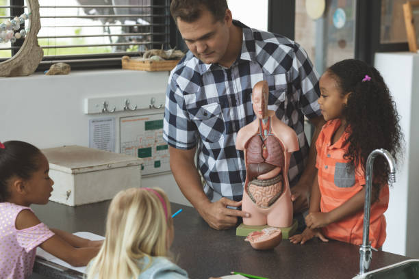 professeur et une écolière derrière un bureau montrant à d'autres enfants d'école un squelette factice - anatomy classroom human skeleton student photos et images de collection