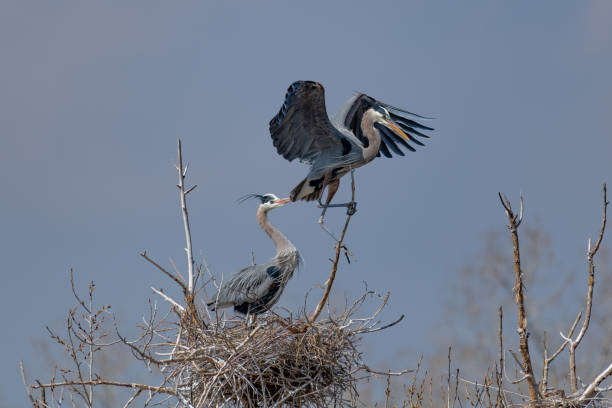 istock Great Blue Heron perching and rebuilding nest 1138359741