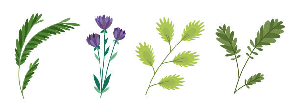 istock Vector designer elements set collection of green forest fern, tropical green eucalyptus greenery art foliage natural leaves herbs, flowers in watercolor style. Illustration for design 1138361354