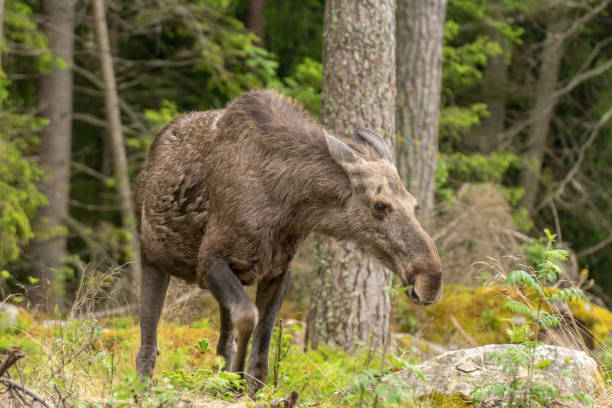 istock Irritated female moose with her ears back 1138361405