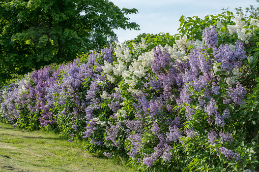Beautiful summer view of a hedge in Sweden, filled with white and purple lilac flowers in full bloom
