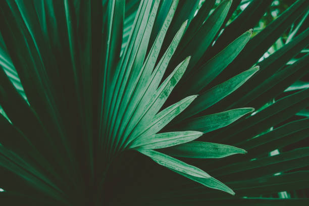 istock Palm Leaves. Vintage background. Retro toned poster. 1138362478