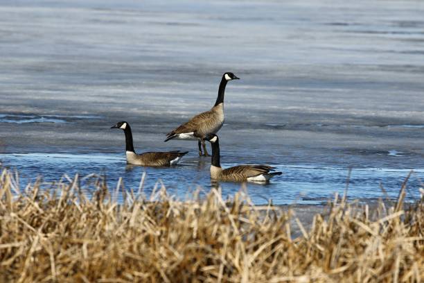 istock Canadian geese ( Branta canadensis) near their nesting area 1138363425