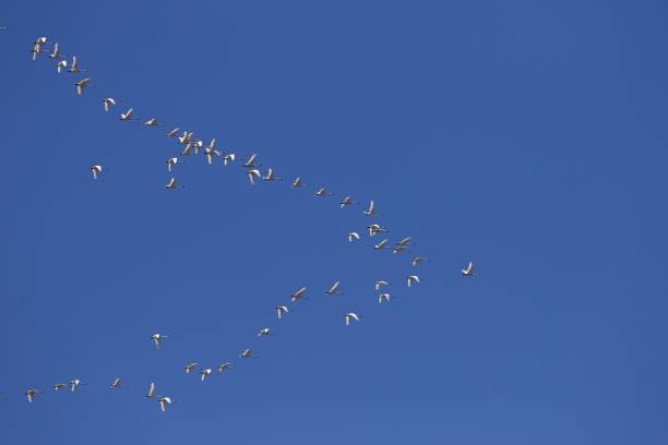istock Tundra swans flying to north 1138363459