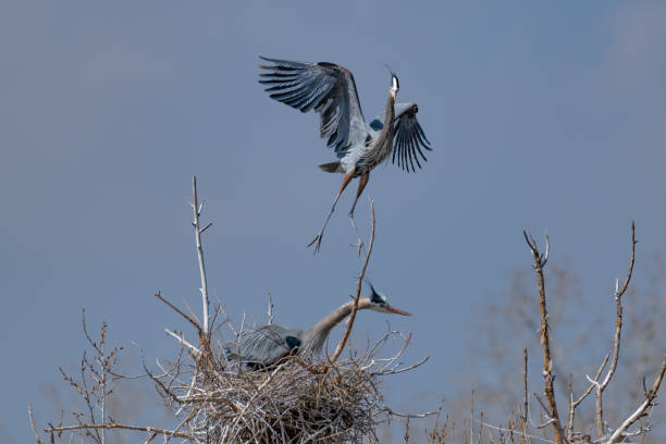 istock Great Blue Heron flying and rebuilding nest 1138363896