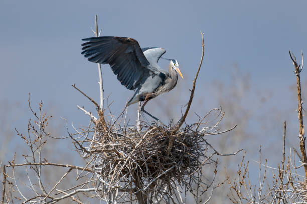 istock Great Blue Heron perching and rebuilding nest 1138364397