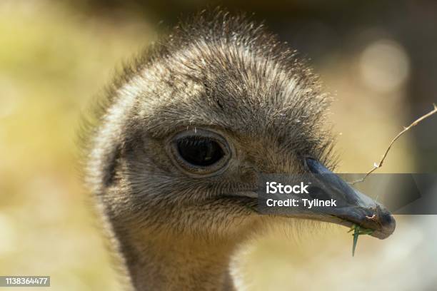 Emu Brown Beautiful Big Bird Stock Photo - Download Image Now - Animal, Animal Body Part, Animal Head - iStock Emu Brown Beautiful Big Bird Stock Photo - Download Image Now - Animal, Animal Body Part, Animal Head - iStock