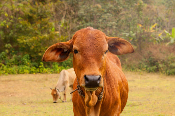 istock Healthy cow on organic farm. 1138365472