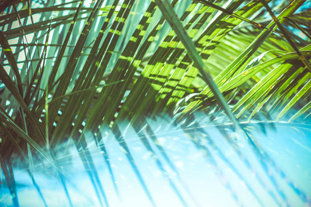 istock palm leaves summer tropical abstract natural backdrop 1138365809