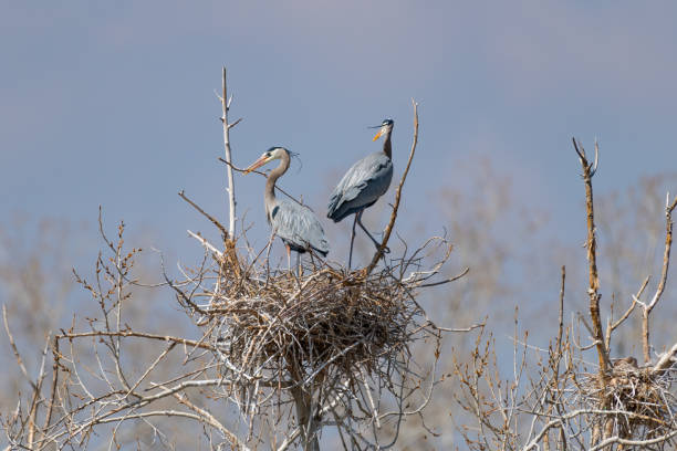 istock Great Blue Heron flying and rebuilding nest 1138366191