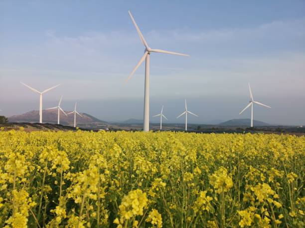 istock Windmill with yellow flowers in Jeju Island 1138367004