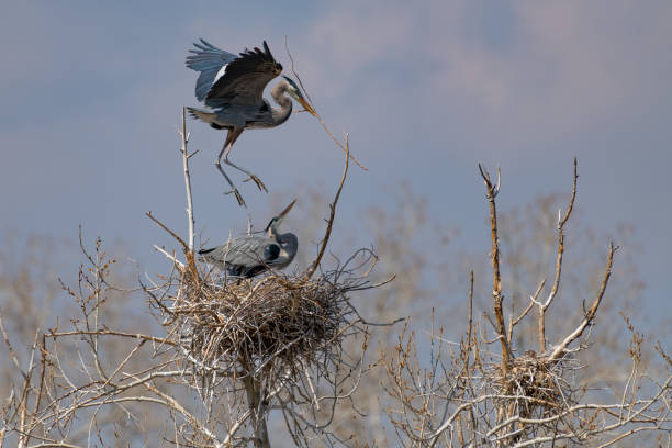 istock Great Blue Heron flying and rebuilding nest 1138367058