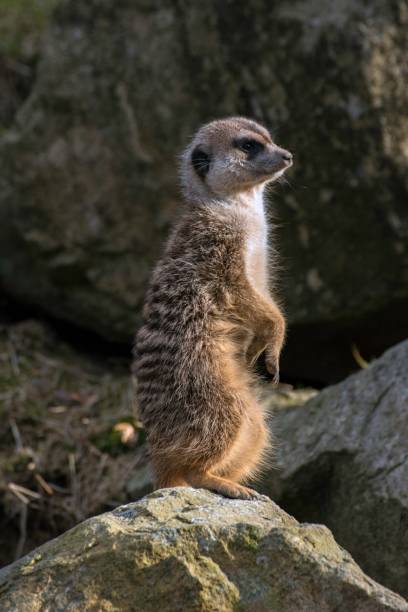 istock Meerkat, Suricata suricatta at the zoo 1138367185