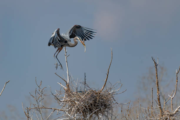 istock Great Blue Heron flying and rebuilding nest 1138367324