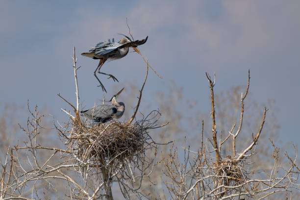 istock Great Blue Heron flying and rebuilding nest 1138367524