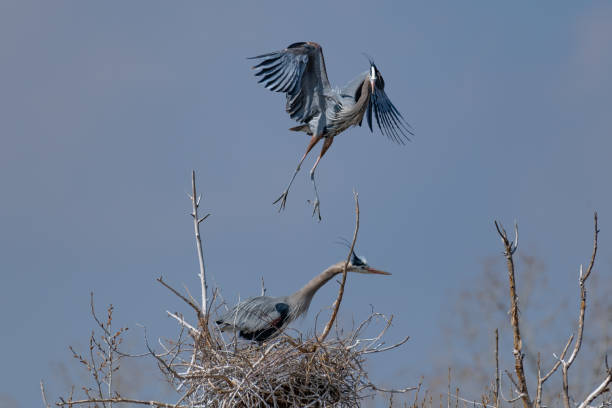 istock Great Blue Heron flying and rebuilding nest 1138368382