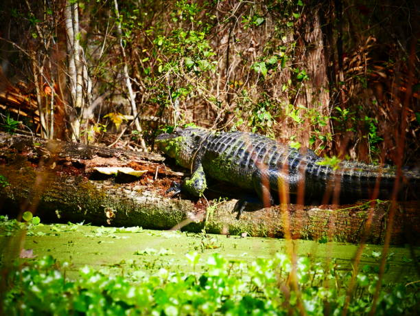 istock aligator nature reserve eating 1138370515