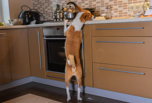 Basenji perro mordisqueando masa de pizza en un bar de cocina, mientras que estar solo en casa - foto de stock