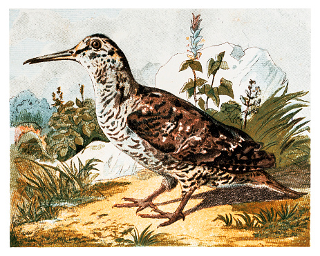 Illustration of a Woodcock