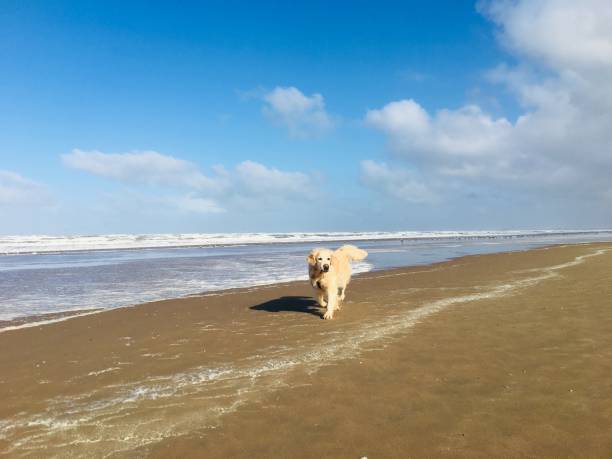 istock Golden retriever at THE beach 1138371736