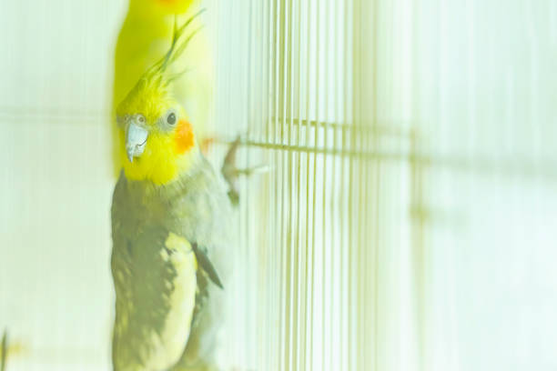istock Black with yellow head parrot Corella 1138371850