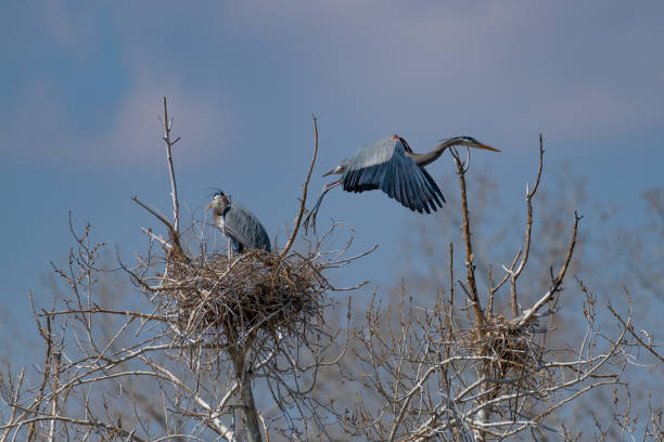 istock Great Blue Heron flying and rebuilding nest 1138372091