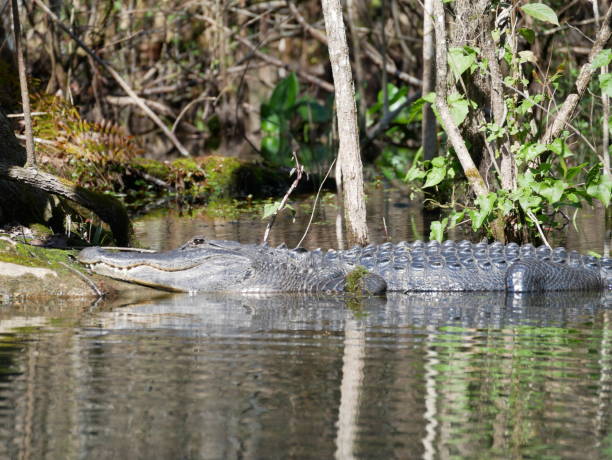 istock Calm alligator reptiles 1138372136