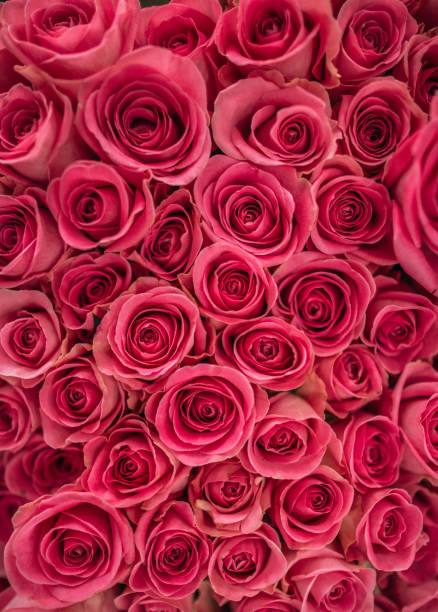 istock Bed of beautiful pink roses 1138372386
