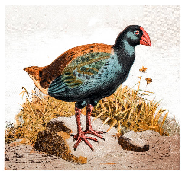 南の島高穂または notornis としても知られている高穂 (porphyrio hochstetteri) は、ニュージーランド原産の飛べない鳥です。 - te anau点のイラスト素材／クリップアート素材／マンガ素材／アイコン素材