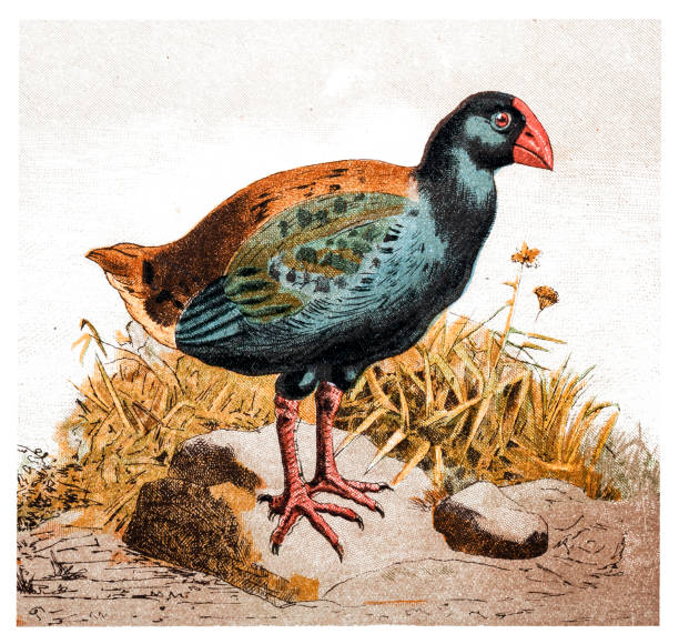 takahe (porphyrio hochstetteri), znany również jako south island takahe lub notornis, jest nielotny ptak rodzimych do nowej zelandii - te anau stock illustrations