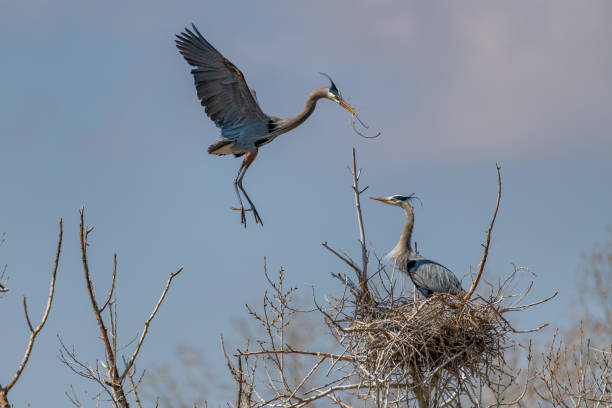 istock Great Blue Heron flying and rebuilding nest 1138373489