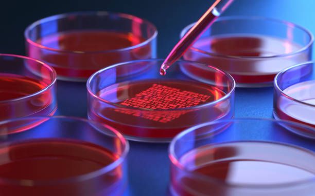 Petri dishes with samples for DNA sequencing stock photo