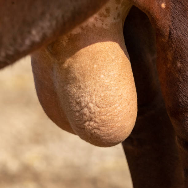 Huge testicles of a Watusi cow, scientific name Bos taurus, close-up Huge testicles of a Watusi cow, scientific name Bos taurus, close-up, anatomic animal macho stock pictures, royalty-free photos & images