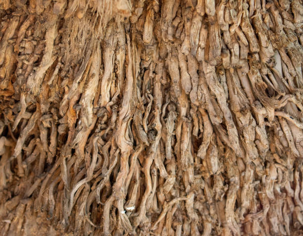 istock Roots of a palm tree 1138374658