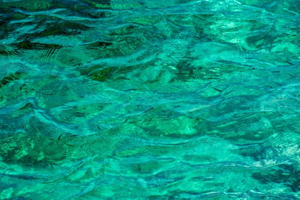 istock Small fish swimming in a tropical sea. 1138375005