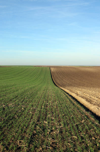 istock young green wheat and plowed field in spring agriculture 1138375563