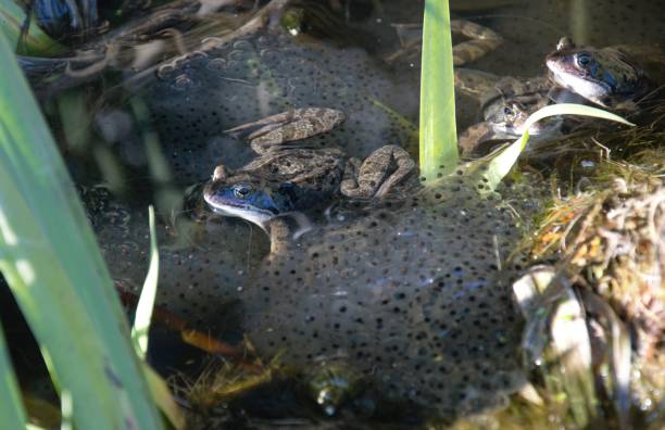 Frogs in a pond in a garden protecting their eggs or frog spawn Frog spawn in a pond in a garden in Nijmegen the Netherlands frogspawn horizontal frog netherlands stock pictures, royalty-free photos & images