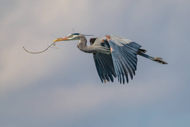 istock Great Blue Heron flying and rebuilding nest 1138376403