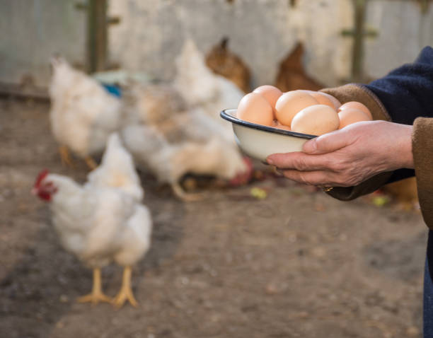 istock Woman farmer holding fresh organic eggs 1138376470