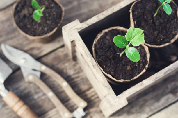 istock Seedling and pots ready for starting for the spring season 1138376473