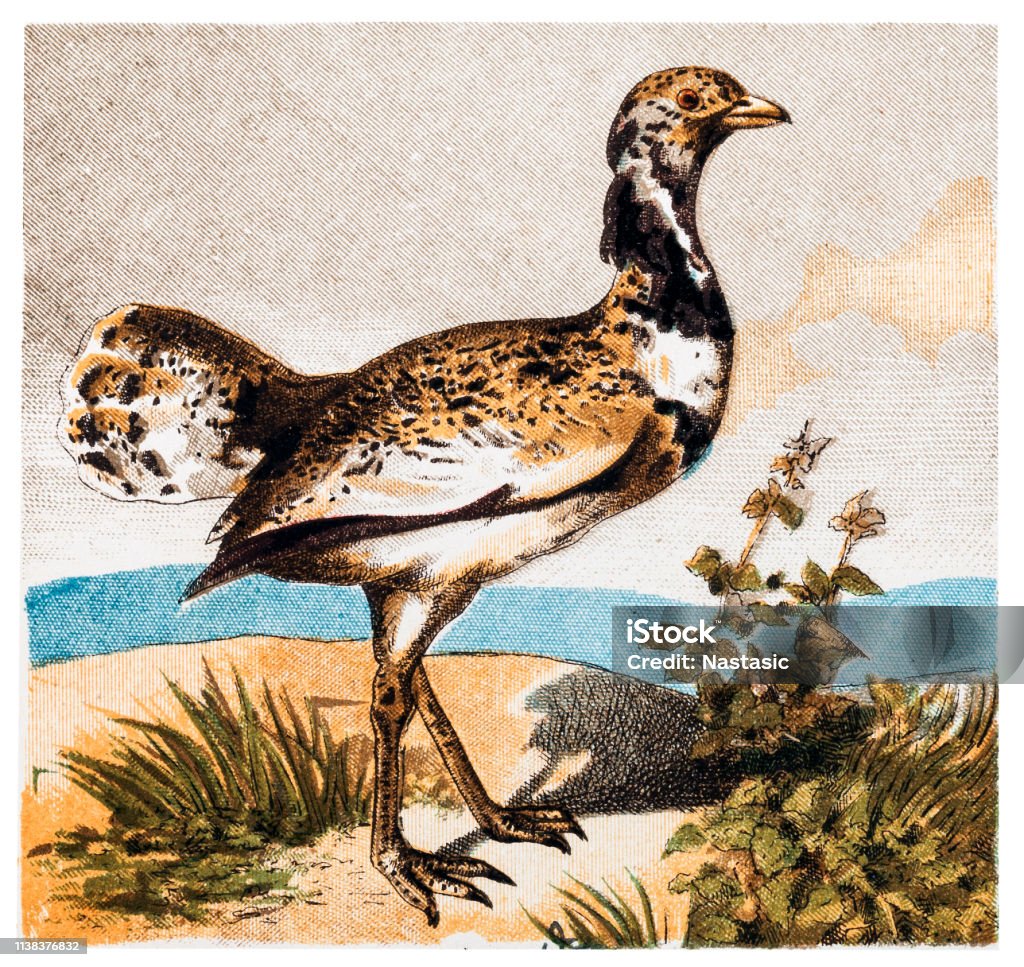 The great bustard (Otis tarda) is a bird in the bustard family, the only member of the genus Otis Illustration of The great bustard (Otis tarda) is a bird in the bustard family, the only member of the genus Otis 19th Century Style stock illustration