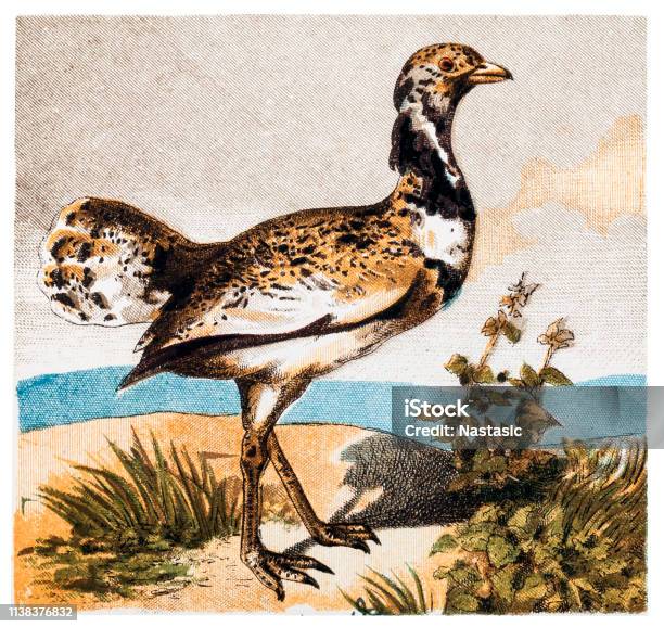 The Great Bustard Is A Bird In The Bustard Family The Only Member Of The Genus Otis Stock Illustration - Download Image Now