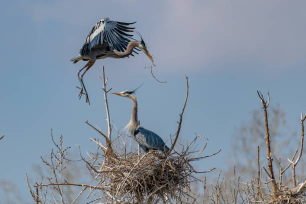 istock Great Blue Heron flying and rebuilding nest 1138377580