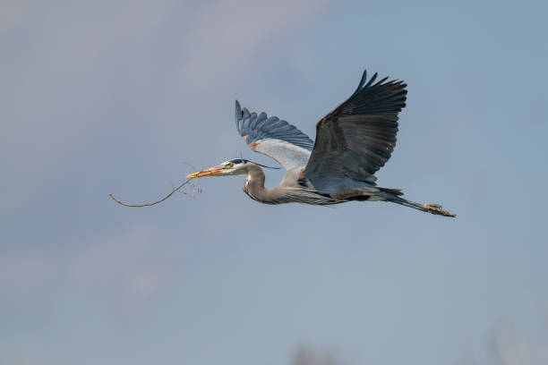 istock Great Blue Heron flying and rebuilding nest 1138378320