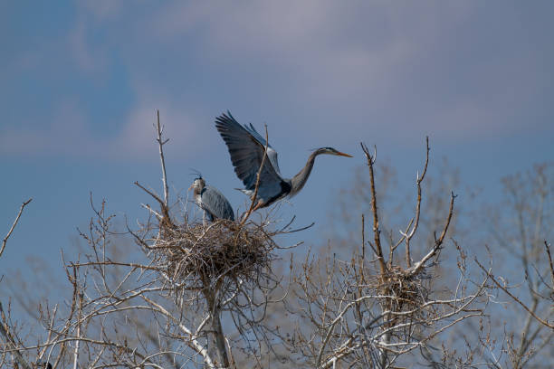 istock Great Blue Heron flying and rebuilding nest 1138379478