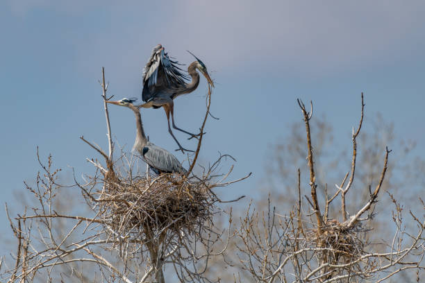 istock Great Blue Heron flying and rebuilding nest 1138379612