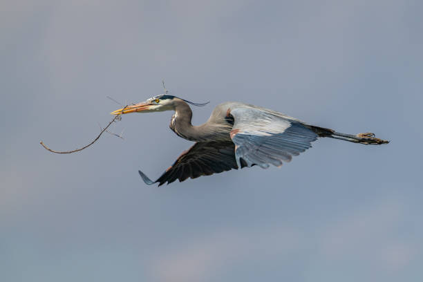 Great Blue Heron flying and rebuilding nest