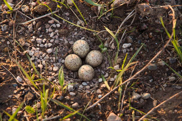 istock Seagull eggs in a nest on the beach, top view. 1138380603
