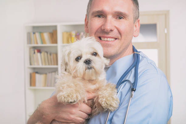 istock Happy vet holding a little dog 1138380729