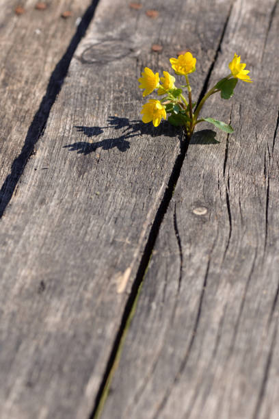 istock Spring Yellow flowers on wooden background 1138381092